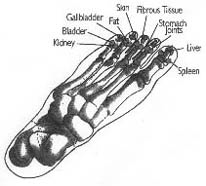 MSA Foot Diagram