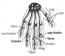 MSA Hand Diagram